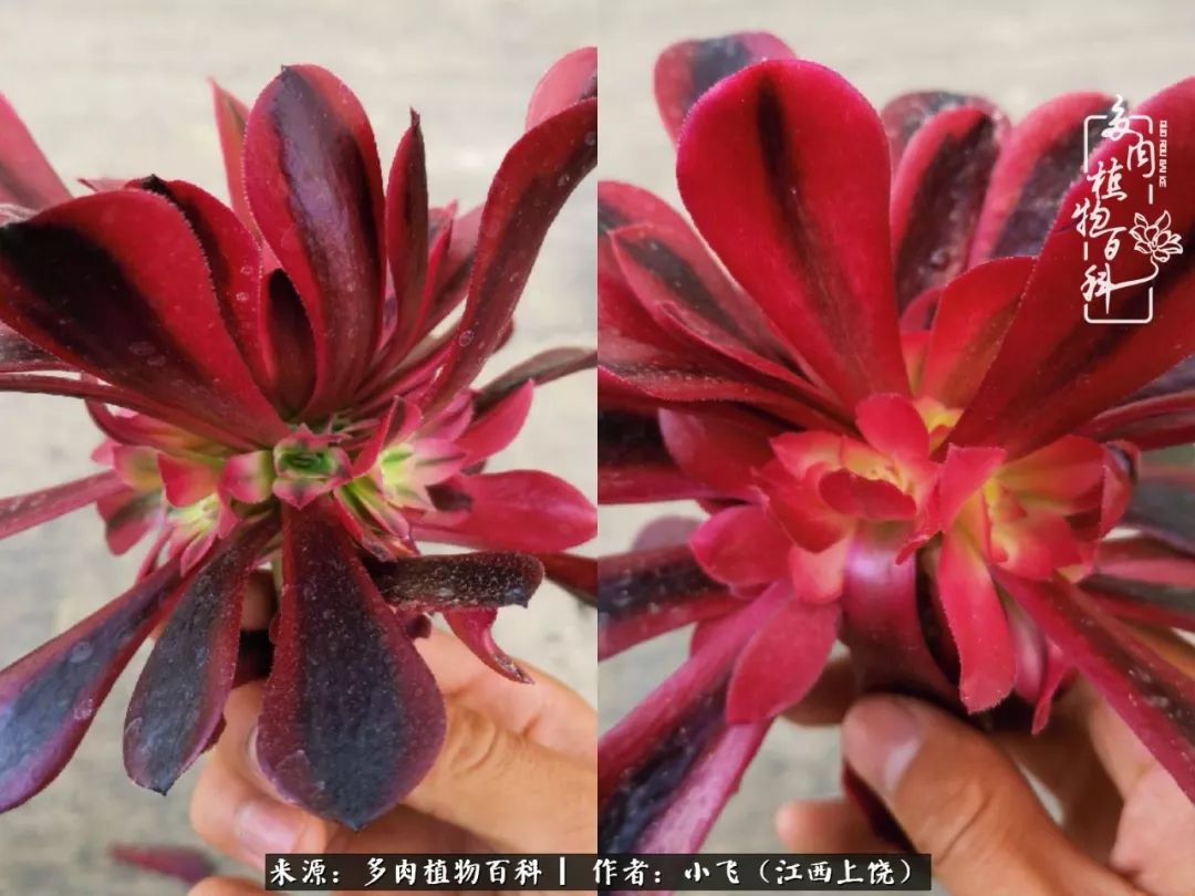 购买美杜莎衣服,法师锦和红覆轮锦一样吗