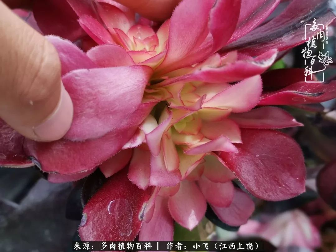 购买美杜莎衣服,法师锦和红覆轮锦一样吗