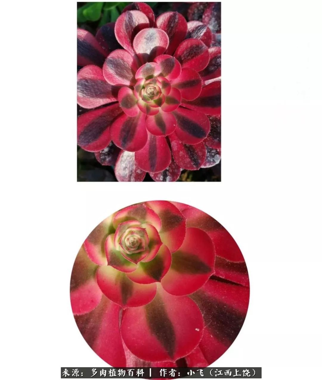 购买美杜莎衣服,法师锦和红覆轮锦一样吗