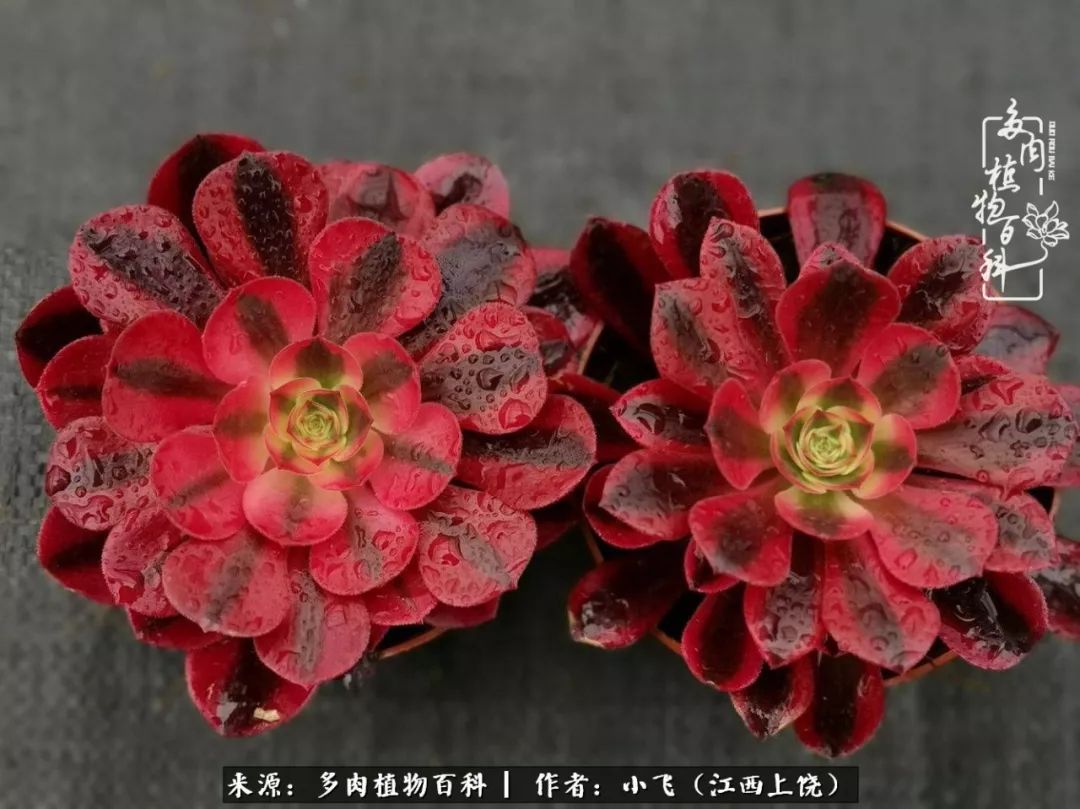 购买美杜莎衣服,法师锦和红覆轮锦一样吗