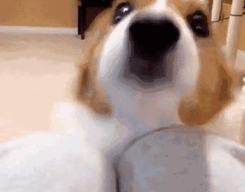 广州市天河区狗狗免费打狂犬疫苗,广州黄埔狗狗狂犬疫苗免费打