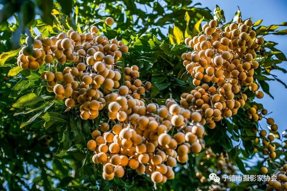 他们来自福安各行各业,可相机里却有令人惊叹的美!