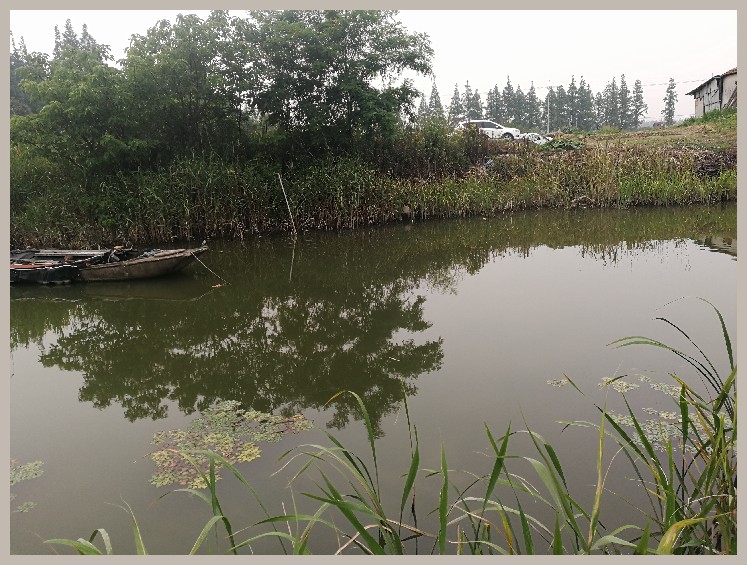 狂拉餐条,狂拉餐条鱼视频