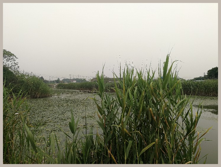 狂拉餐条,狂拉餐条鱼视频