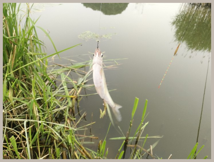 狂拉餐条,狂拉餐条鱼视频