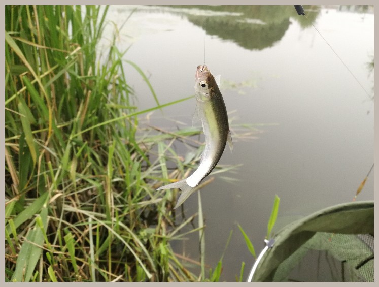 狂拉餐条,狂拉餐条鱼视频