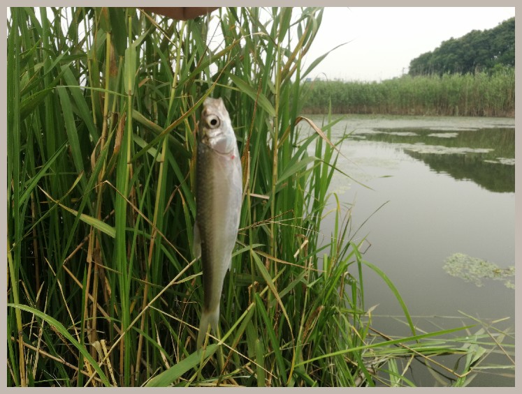 狂拉餐条,狂拉餐条鱼视频