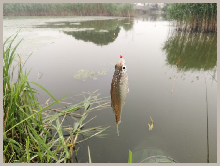 狂拉餐条,狂拉餐条鱼视频