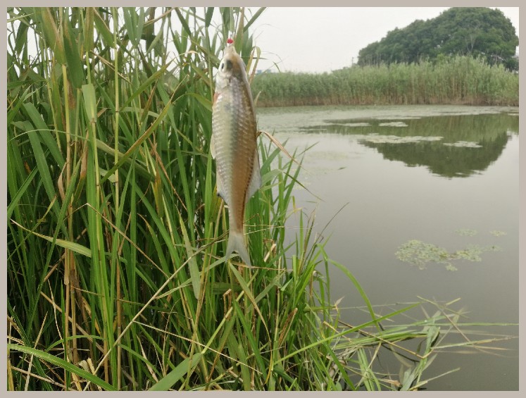狂拉餐条,狂拉餐条鱼视频