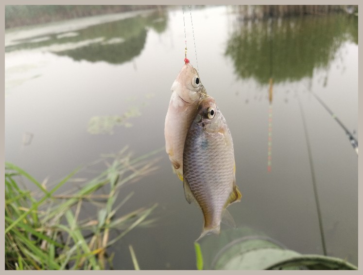 狂拉餐条,狂拉餐条鱼视频