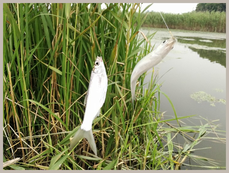 狂拉餐条,狂拉餐条鱼视频