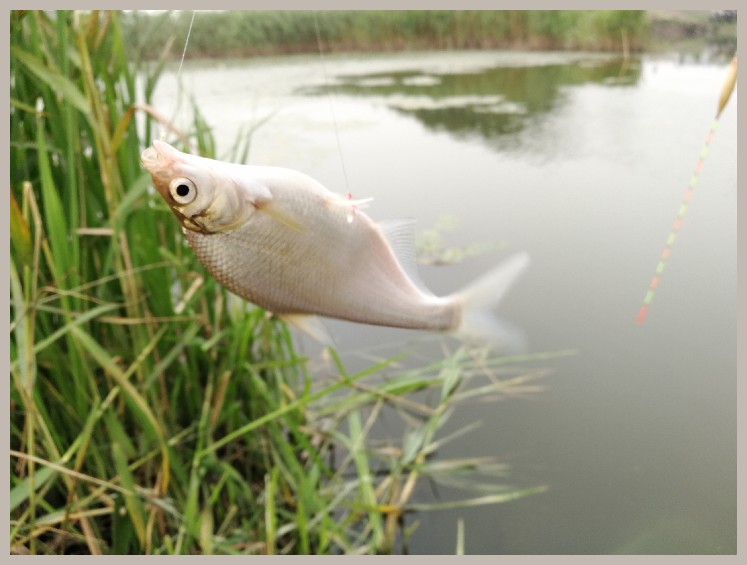 狂拉餐条,狂拉餐条鱼视频