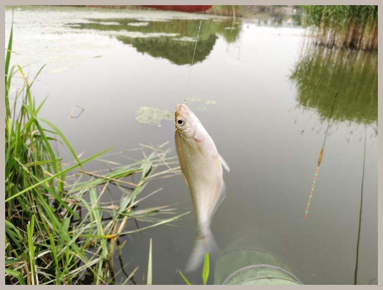 狂拉餐条,狂拉餐条鱼视频