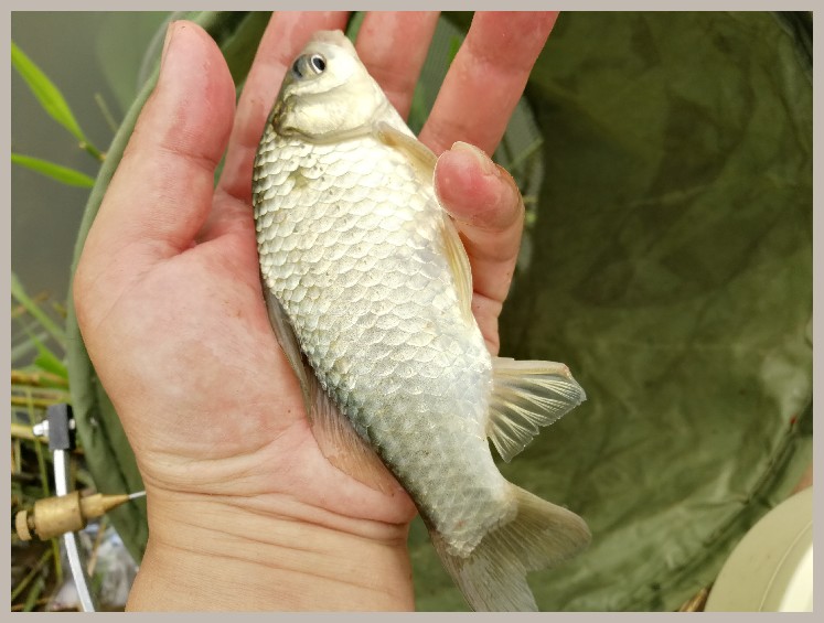 狂拉餐条,狂拉餐条鱼视频