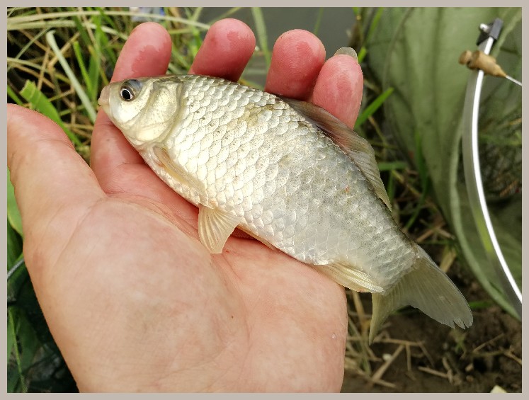 狂拉餐条,狂拉餐条鱼视频