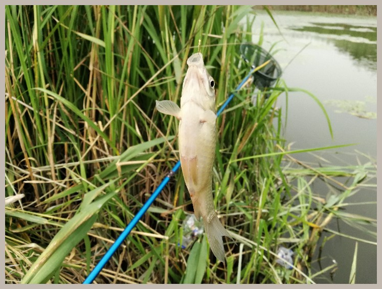 狂拉餐条,狂拉餐条鱼视频