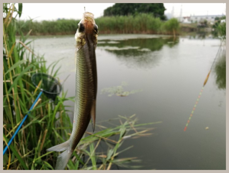 狂拉餐条,狂拉餐条鱼视频