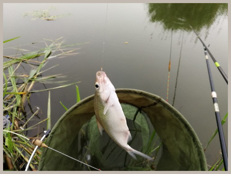 狂拉餐条,狂拉餐条鱼视频