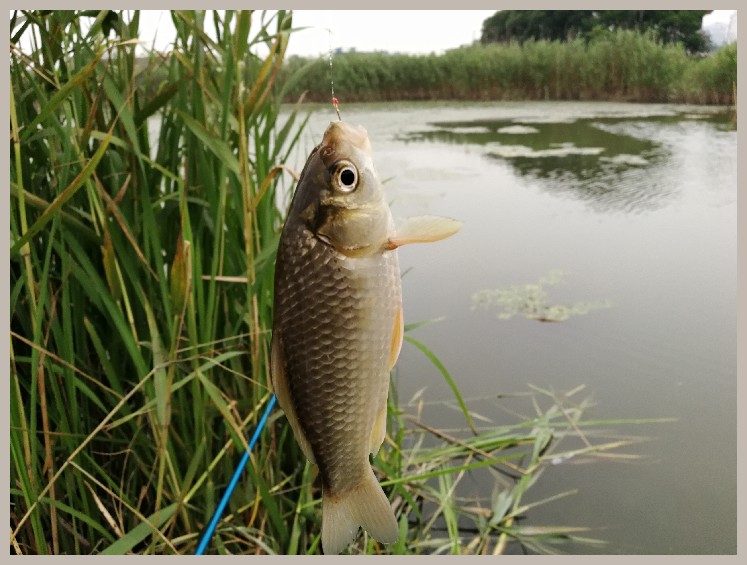 狂拉餐条,狂拉餐条鱼视频