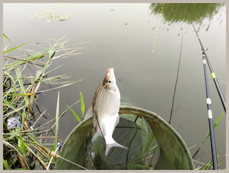 狂拉餐条,狂拉餐条鱼视频