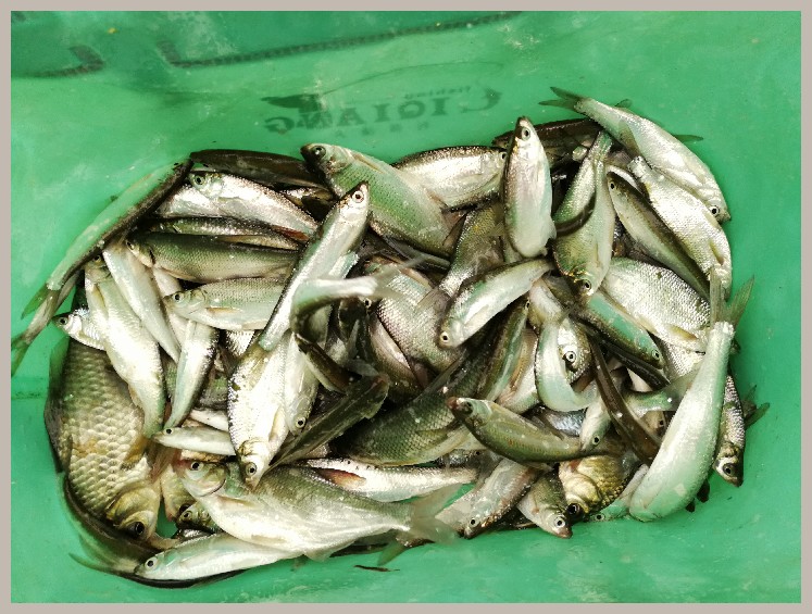 狂拉餐条,狂拉餐条鱼视频