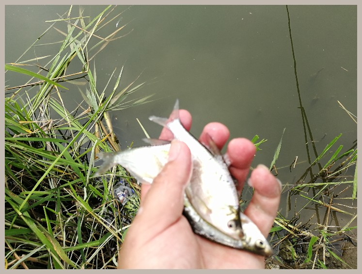 狂拉餐条,狂拉餐条鱼视频