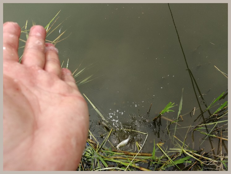 狂拉餐条,狂拉餐条鱼视频