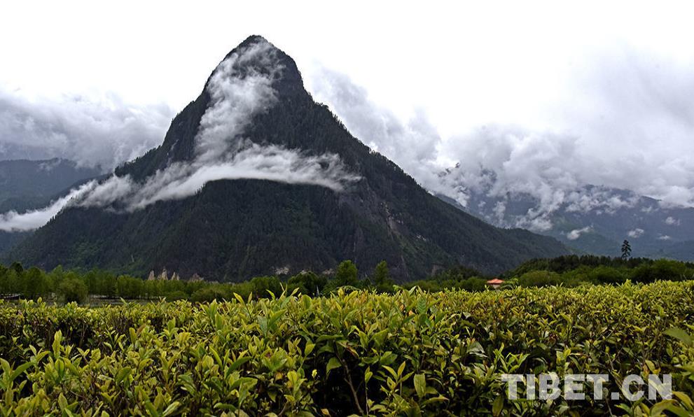 原来你是这样“富有”的*藏西**
