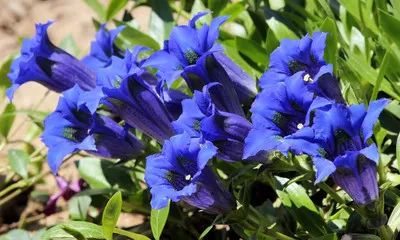 警惕这10类常用药可引起血糖异常,糖友尤其要防心血管病