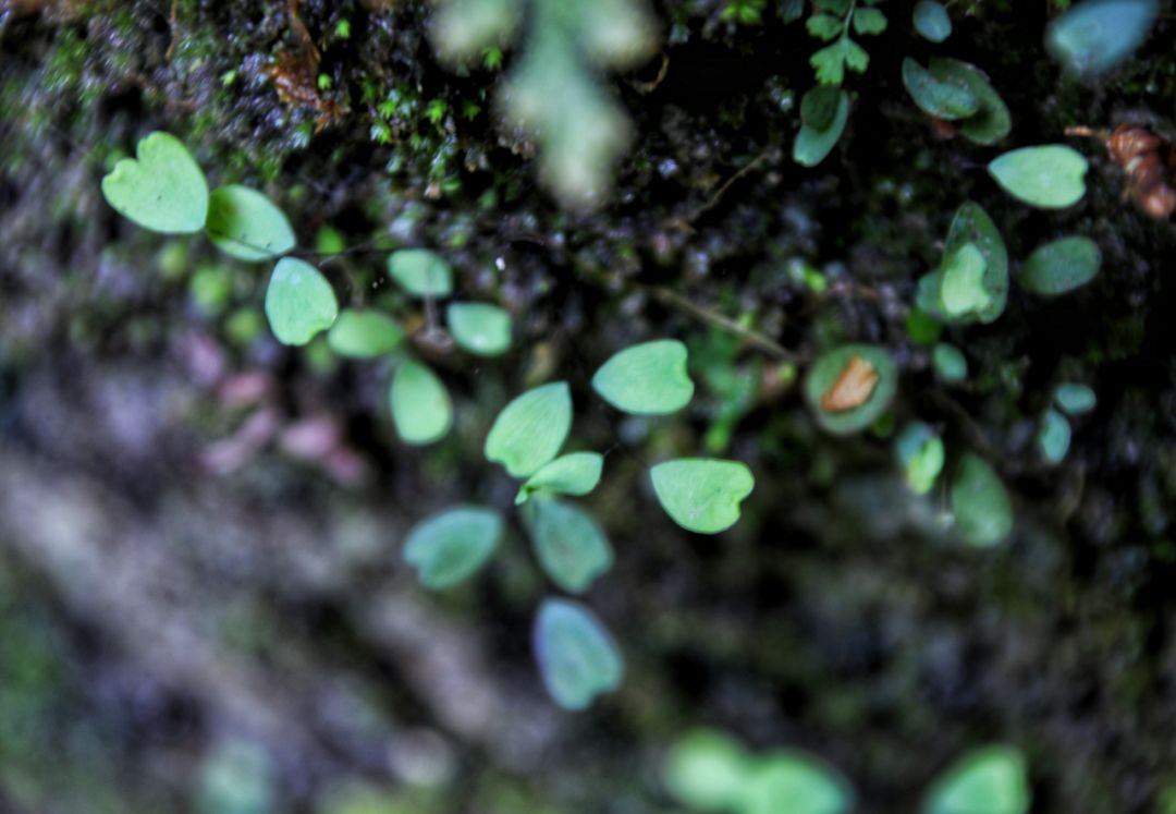 贵阳夏天气温最高多少,贵阳夏天最高气温是多少度