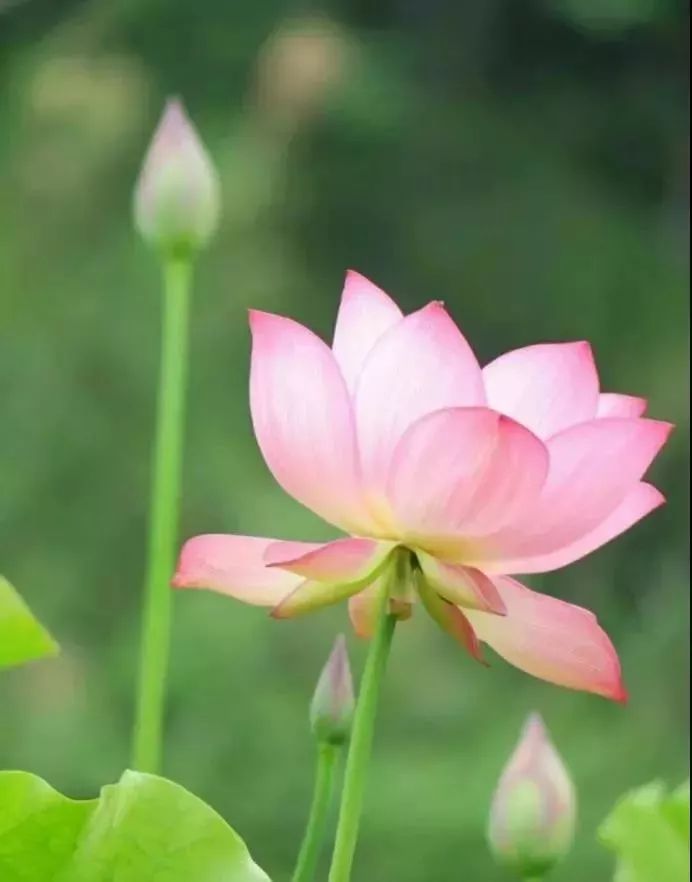 贵阳夏天气温最高多少,贵阳夏天最高气温是多少度
