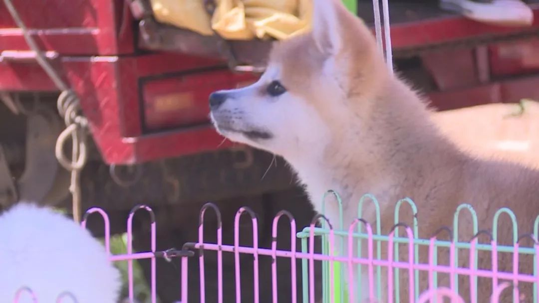 道口狗市场现在搬到哪里,下关狗市场什么时候开