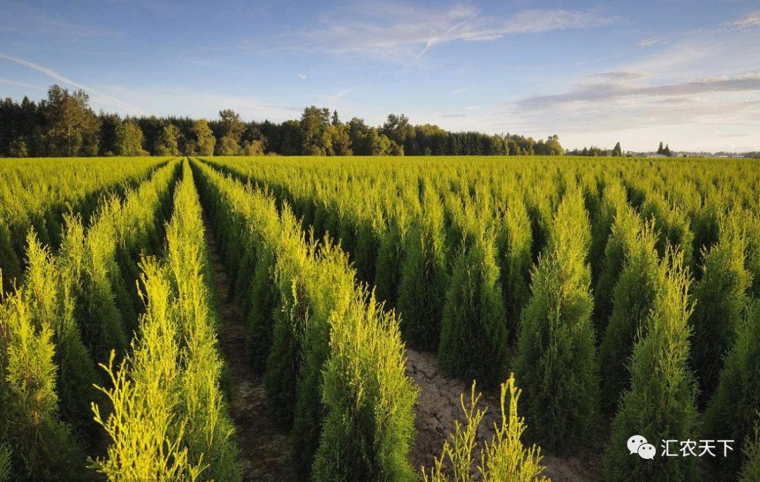 2019年上半年，南北方苗市大起底