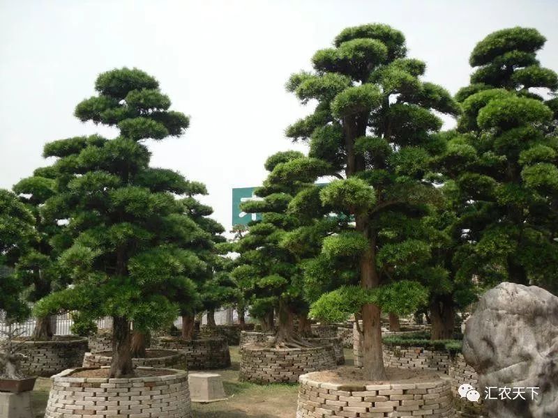 2019年上半年，南北方苗市大起底