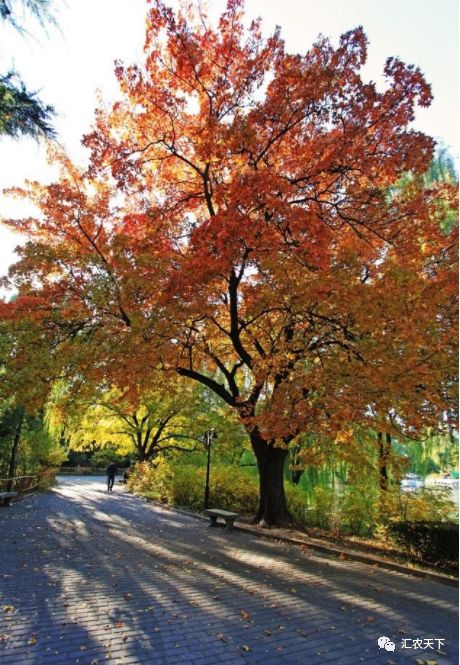 2019年上半年，南北方苗市大起底