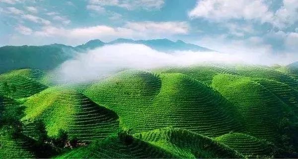 雅安的蒙顶山茶,雅安蒙顶山的什么茶最出名