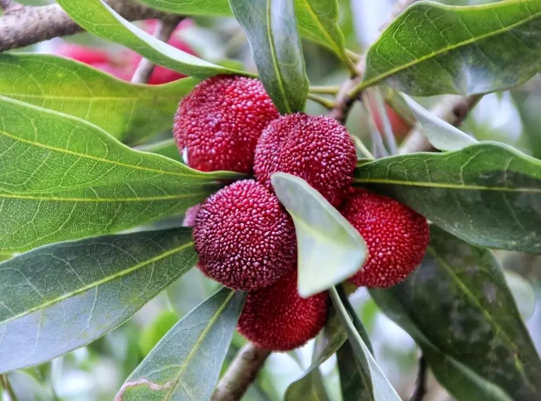 贵阳夏天气温最高多少,贵阳夏天最高气温是多少度