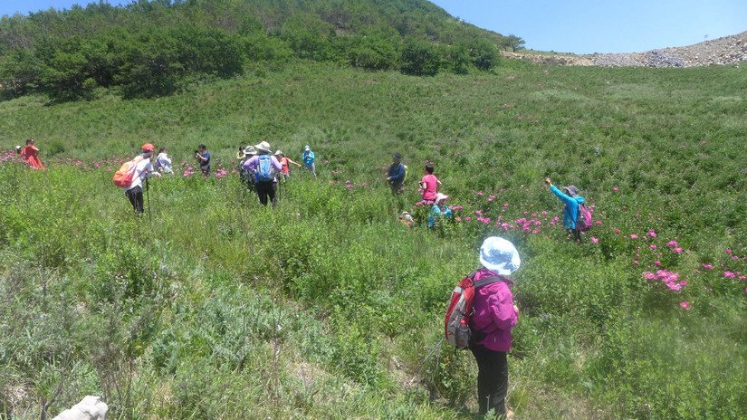 美丽芍药谷,云雾缭绕人间仙境芍药谷