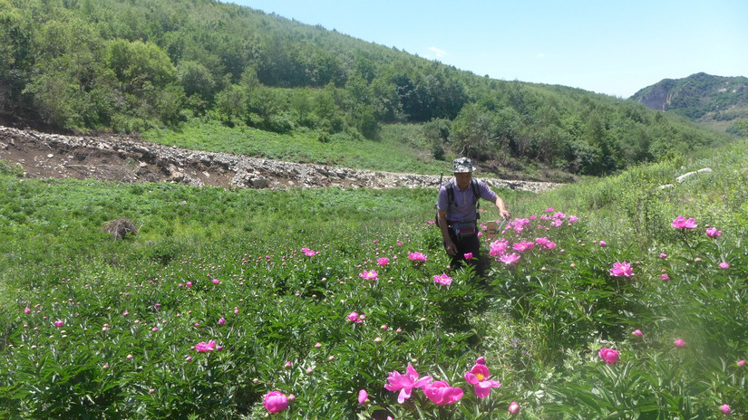 美丽芍药谷,云雾缭绕人间仙境芍药谷