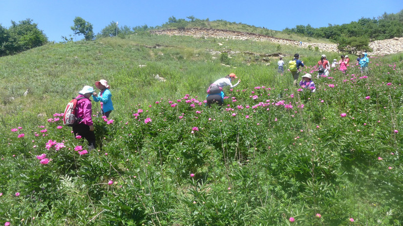 美丽芍药谷,云雾缭绕人间仙境芍药谷
