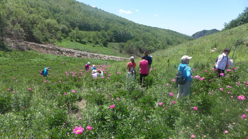 美丽芍药谷,云雾缭绕人间仙境芍药谷