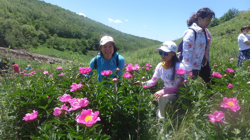 美丽芍药谷,云雾缭绕人间仙境芍药谷