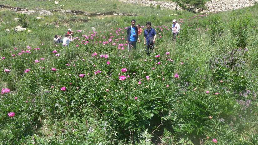 美丽芍药谷,云雾缭绕人间仙境芍药谷
