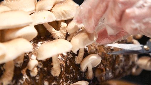 4.8折！扬州这家店的招牌竟然是“养生神仙水”，连喝三碗都不够