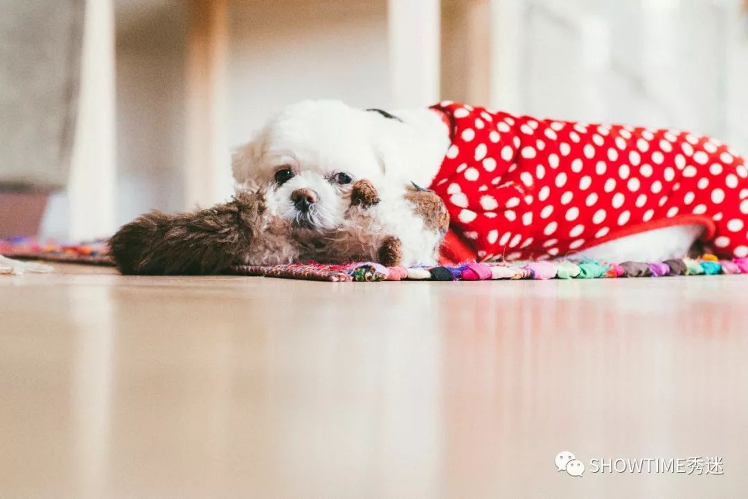 人类惹的祸为何让宠物来承担,人类犯下的错误不要让狗狗来买单