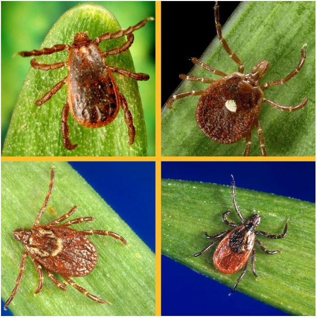 女孩被多蚊叮咬后变异,蚊虫叮咬会得癫痫病吗