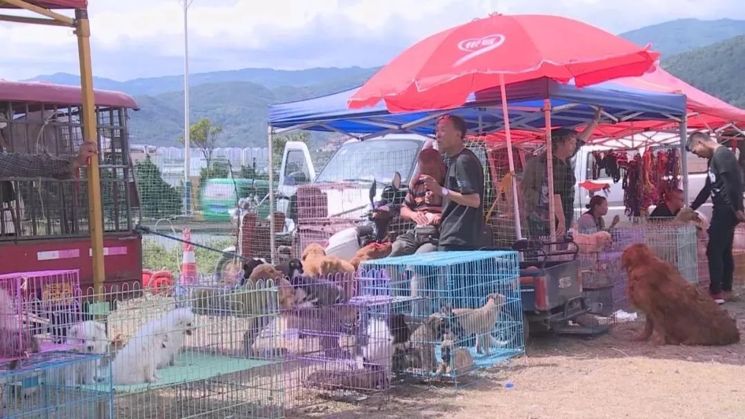 狗市下关,狗市搬迁