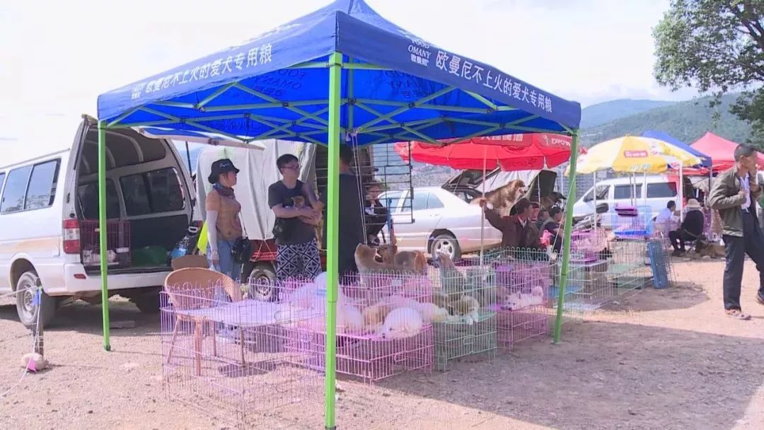 狗市下关,狗市搬迁