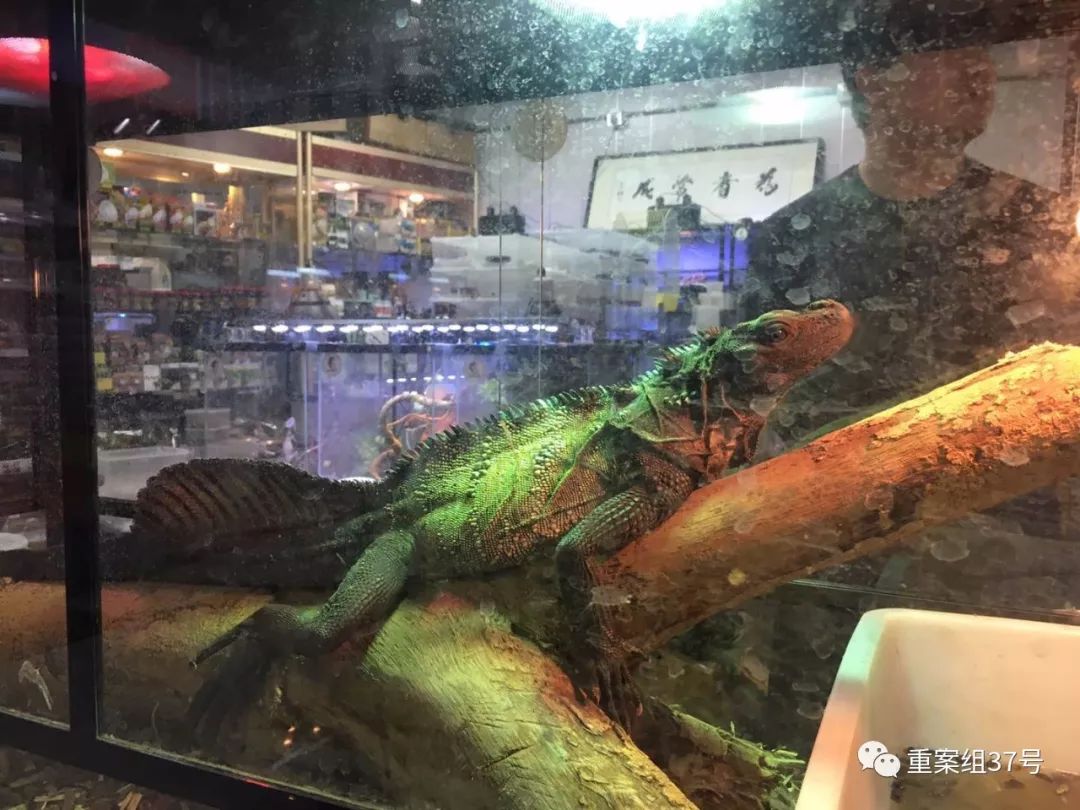 巨蜥判七年,巨蜥被判七年