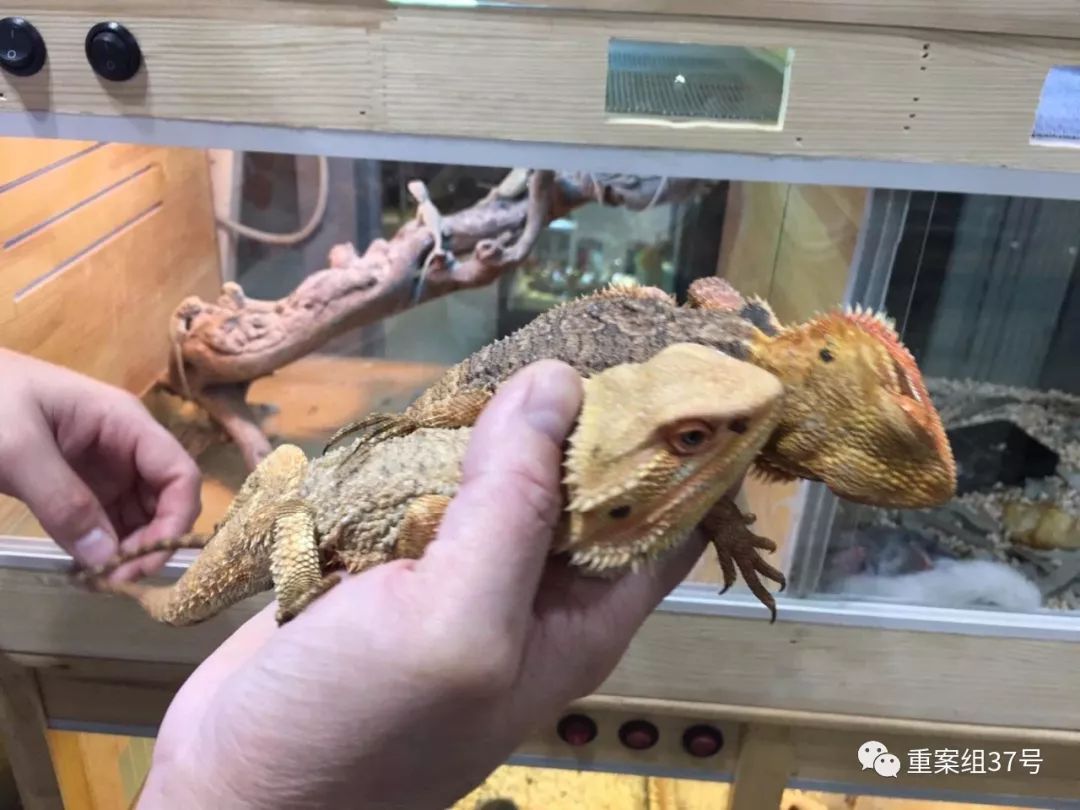 巨蜥判七年,巨蜥被判七年